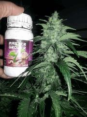 CypriensSuperSkunk2015Flo 430003