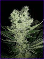CypriensHpsOff50joursfloraison20150002