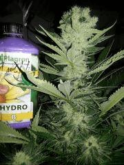 CypriensSuperSkunk2015Flo 430002