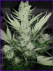 CypriensHpsOff50joursfloraison20150001