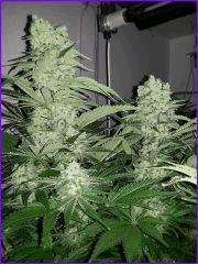 CypriensHpsOff50joursfloraison20150004