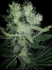 CypriensSuperSkunk2015Flo 430005