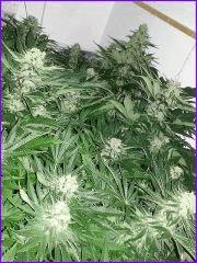 CypriensHpsOff50joursfloraison20150013