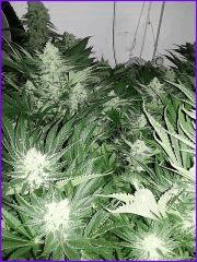 CypriensHpsOff50joursfloraison20150011