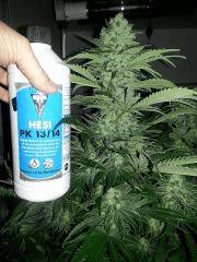 CypriensSuperSkunk2015Flo 430001