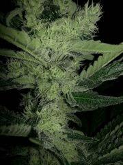CypriensSuperSkunk2015Flo 430006