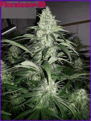 CypriensHpsOff50joursfloraison20150003