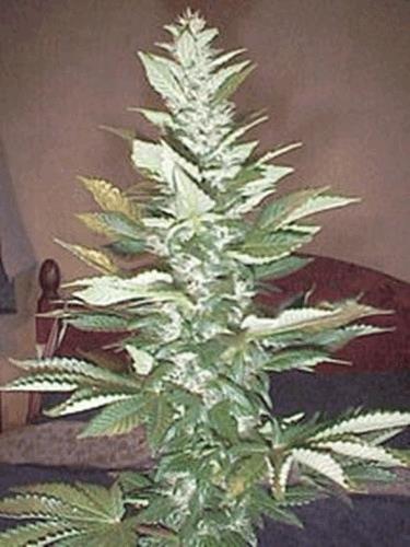 gallery_770987_4280_61333.jpeg