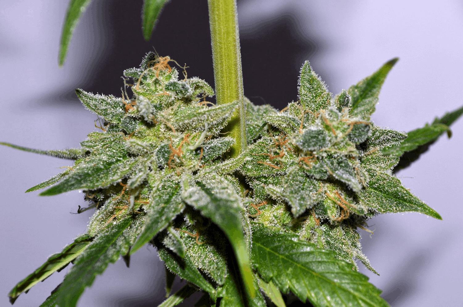 Strains Test #1 - 2015