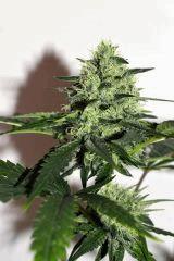 Tram Line OG #4 F+35