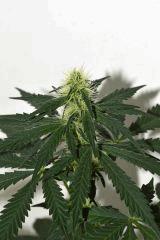 Goji trip x Pineapple Express #2 F+10