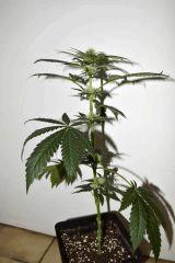Grape Puff Friend x Grapestomper OG #2  F+10