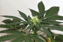 Dawg's Waltz x Pineapple Express #4 F+10