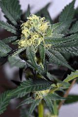 grape puff x grapestomper og #3 F+20