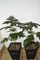 Goji trip x Pineapple Express F+10