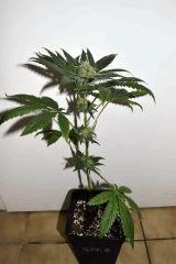 grape puff x grapestomper og #5 F+20