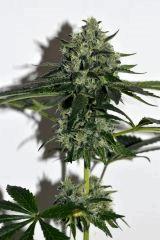 Poltergeist OG #2 F+35