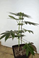 Sour Power x Cherry Puff F+10