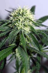 amnesia hypro x triangle white og #1 F+20