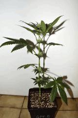 Grape Puff Friend x Grapestomper OG #5  F+10