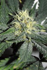 grape puff x grapestomper og #5 F+20