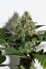 Dawg's Waltz x Pineapple Express #3 F+35