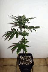 amnesia hypro x triangle white og #4 F+20