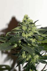 Dawg's Waltz x Pineapple Express #4 F+35