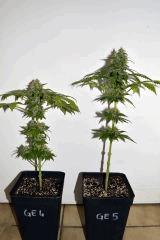 Goji OG x Pineapple Express F+35