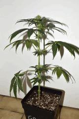 Grape Puff Friend x Grapestomper OG #6  F+10