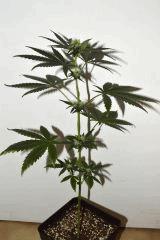 Amnesia Hypro x Triangle White OG #4 F+10