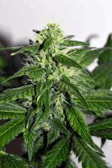 dawg waltz x pineapple express #1 F+20