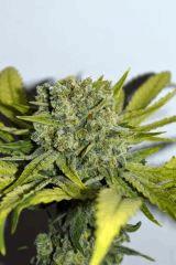 grape puff x grape stomper og F60