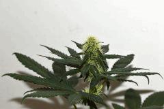 Dawg's Waltz x Pineapple Express #1 F+10