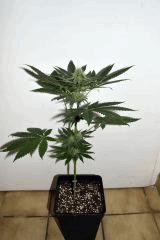 sour power x cherry puff F+20
