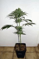 gorilla glue 4 x biker kush F+20