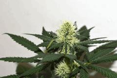 Dawg's Waltz x Pineapple Express #3 F+10