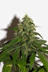Goji OG x Pineapple Express #5 F+35