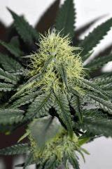 sour power x cherry puff F+20