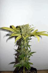 grape puff x grape stomper og F60