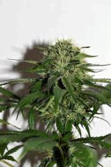Tram Line OG #1 F+35