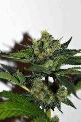 Grape Puff x Grapestomper OG #3 F+35