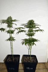 Tram Line OG F+35