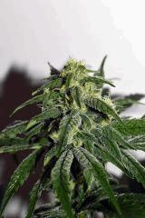 gorilla glue 4 x biker kush F+20