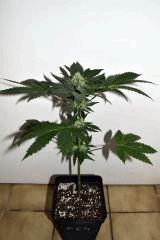 dawg waltz x pineapple express #4 F+20