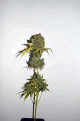 gorilla glue #4 x biker kush F60