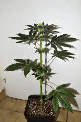 Grape Puff Friend x Grapestomper OG #3  F+10