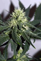 amnesia hypro x triangle white og #4 F+20