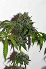 Poltergeist OG #4 F+35