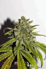 power nap F60